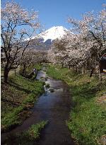 Cherry blossoms out at foot of Mt. Fuji